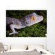 Tokay Gecko Close up Wall Mural