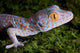 Tokay Gecko Close up Wall Mural