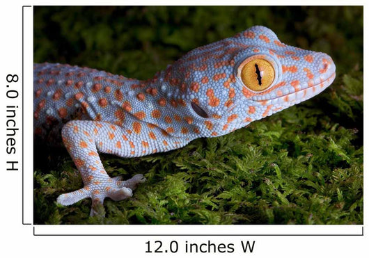 Tokay Gecko Close up Wall Mural