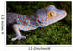 Tokay Gecko Close up Wall Mural