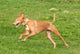 Greyhounds Wall Decal