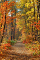 Fall Wall Mural