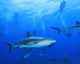 Shark With Scuba Divers Silhouetted in Background Wall Mural