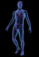 X-ray illustration of male human body and skeleton Wall Mural