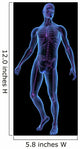 X-ray Illustration Male Human Wall Mural