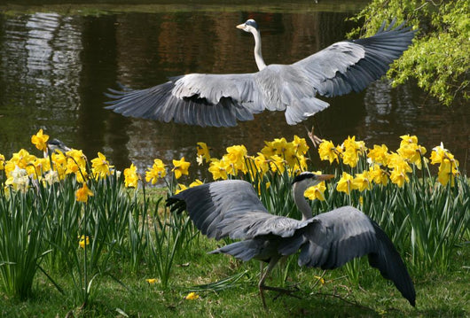 Herons Wall Mural