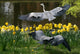 Herons Wall Mural