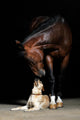 Horse and Dog Wall Mural
