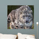 Snow Leopard on the Prowl Wall Mural