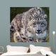 Snow Leopard on the Prowl Wall Mural