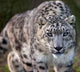 Snow Leopard on the Prowl Wall Mural