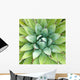 Agave -- Agave arizonica -- sometimes used to make tequila Wall Mural
