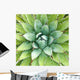 Agave -- Agave arizonica -- sometimes used to make tequila Wall Mural