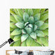 Agave -- Agave arizonica -- sometimes used to make tequila Wall Mural