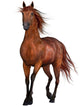 Beautiful Horse Wall Decal