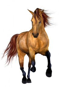 Beautiful Horse Wall Decal