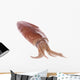 Fresh Squid Isolated Wall Decal