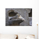 Snow Leopard Wall Mural