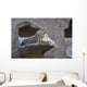 Snow Leopard Wall Mural