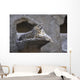 Snow Leopard Wall Mural
