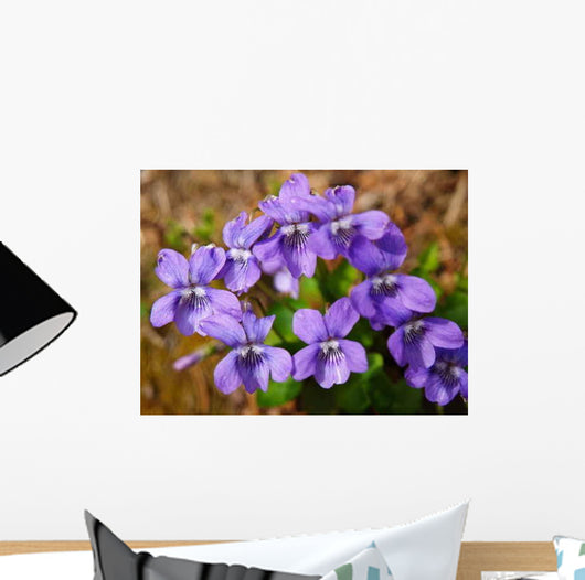 Olympus Digital Camera Wall Decal