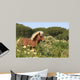 Pony - Gallop in Blumenwiese Wall Mural