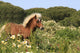 Pony - Gallop in Blumenwiese Wall Mural