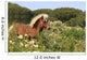 Pony - Gallop in Blumenwiese Wall Mural