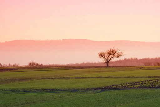 Tree Orchards Wall Decal