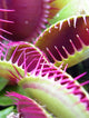 Carnivorous Plant Wall Mural