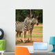 Wall Mural of 2 Zebras Wall Mural