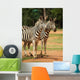 Wall Mural of 2 Zebras Wall Mural