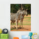 Wall Mural of 2 Zebras Wall Mural