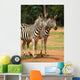 Wall Mural of 2 Zebras Wall Mural
