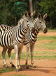 Wall Mural of 2 Zebras Wall Mural