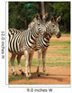 Wall Mural of 2 Zebras Wall Mural