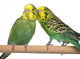 pair budgerigar on white background Wall Decal