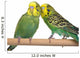 pair budgerigar on white background Wall Decal