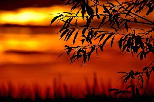 Fall Color Wall Decal