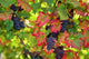 Grape Black Wall Decal