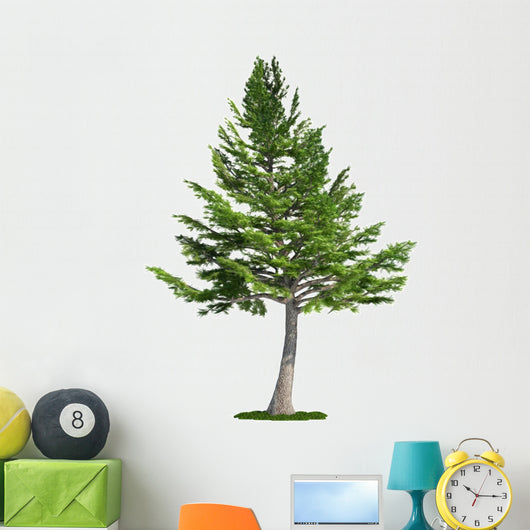 isolated tree on white, Lebanon Cedar (cedrus libani) Wall Decal