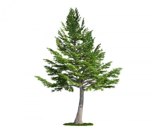 isolated tree on white, Lebanon Cedar (cedrus libani) Wall Decal