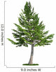 isolated tree on white, Lebanon Cedar (cedrus libani) Wall Decal