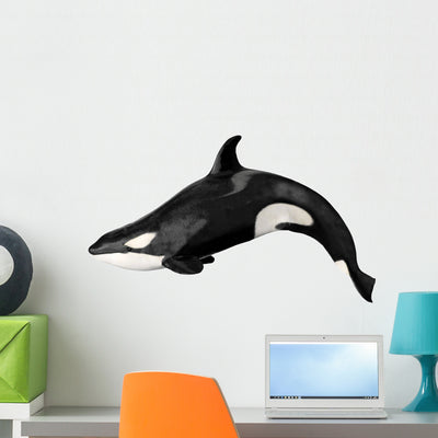 Orca or Killer Whale Wall Decal shown on a wall