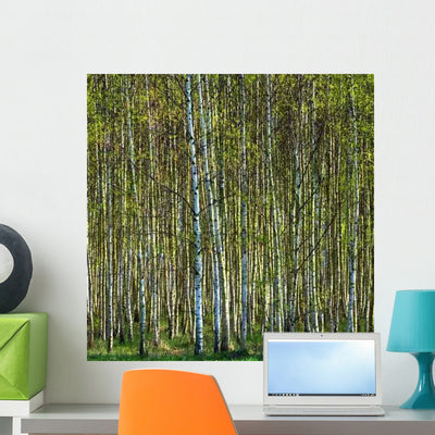 Birch Forest 2 Wall Decal shown on a wall