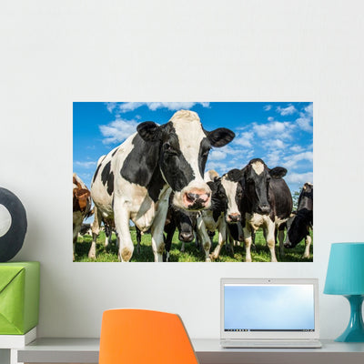 Nosey Dairy Cows Wall Decal shown on a wall