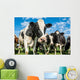 Nosey Dairy Cows Wall Decal
