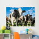 Nosey Dairy Cows Wall Decal