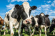 Nosey Dairy Cows Wall Decal