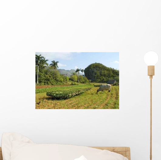 Tobacco Farm Cuba Wall Decal